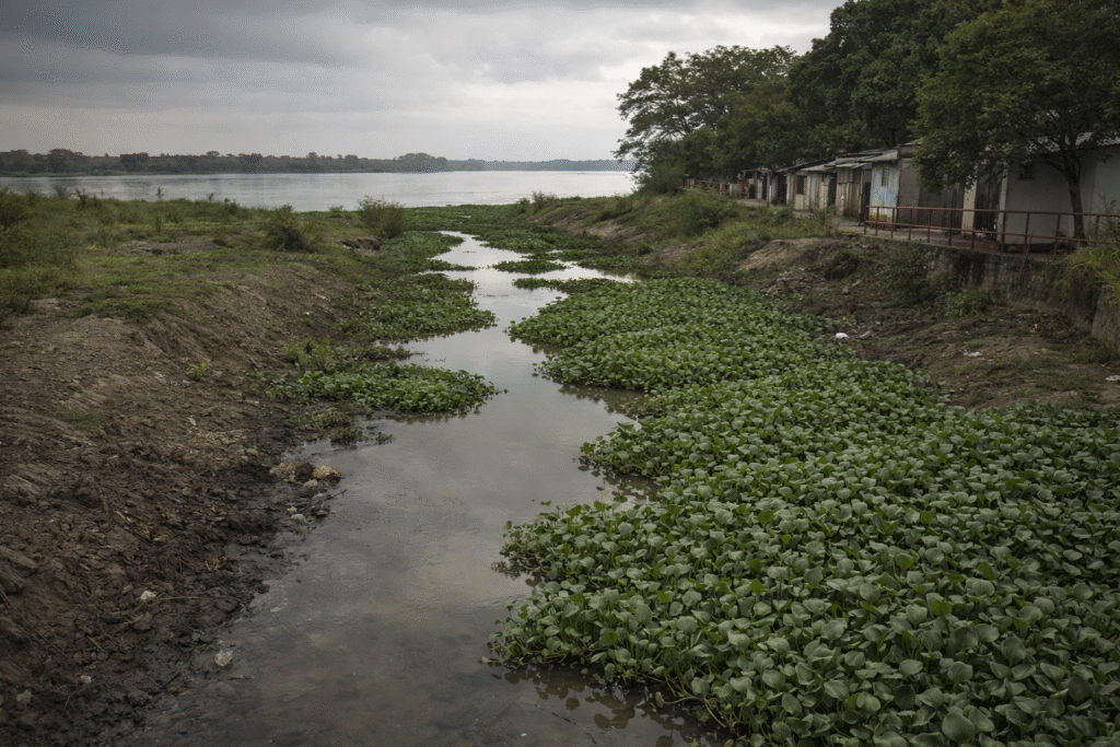 LA MALDICIÓN DE SAÚL MONTENEGRO